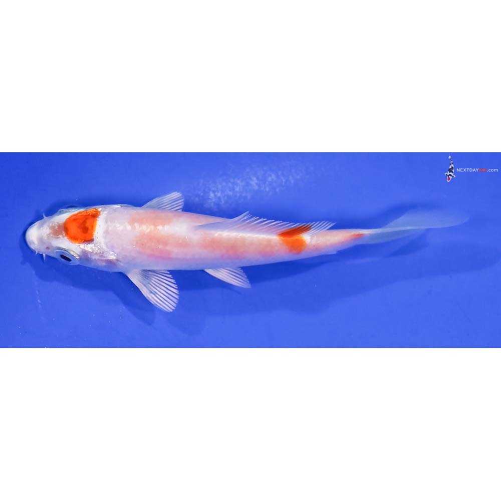 3.5” Imported Hariwake