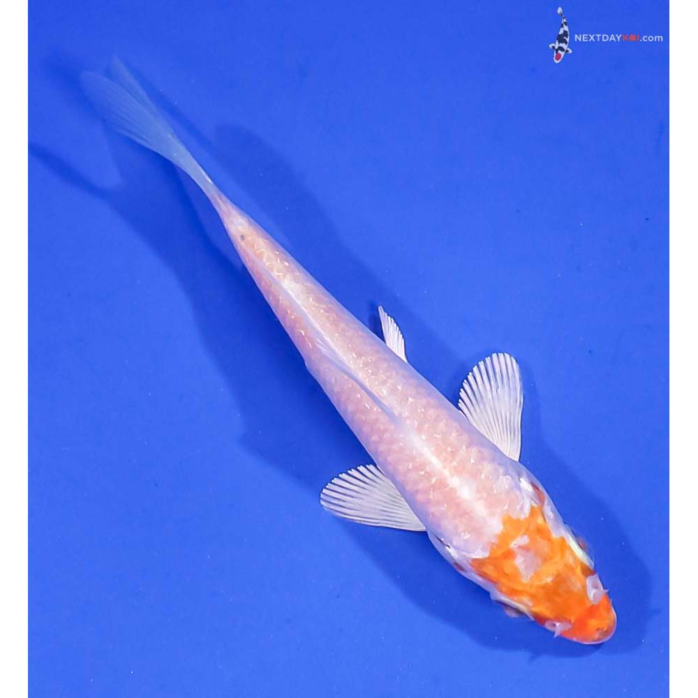 3.5” Imported Hariwake