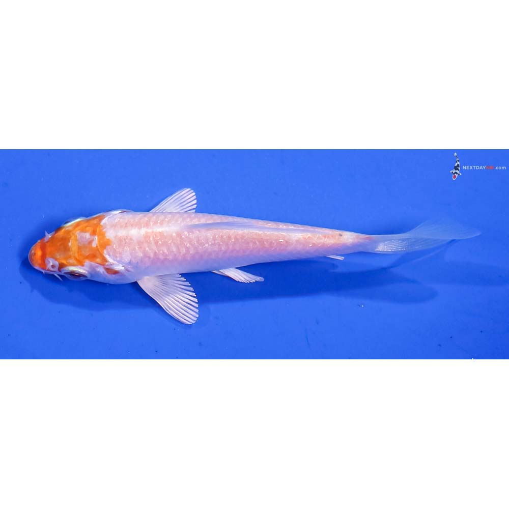 3.5” Imported Hariwake