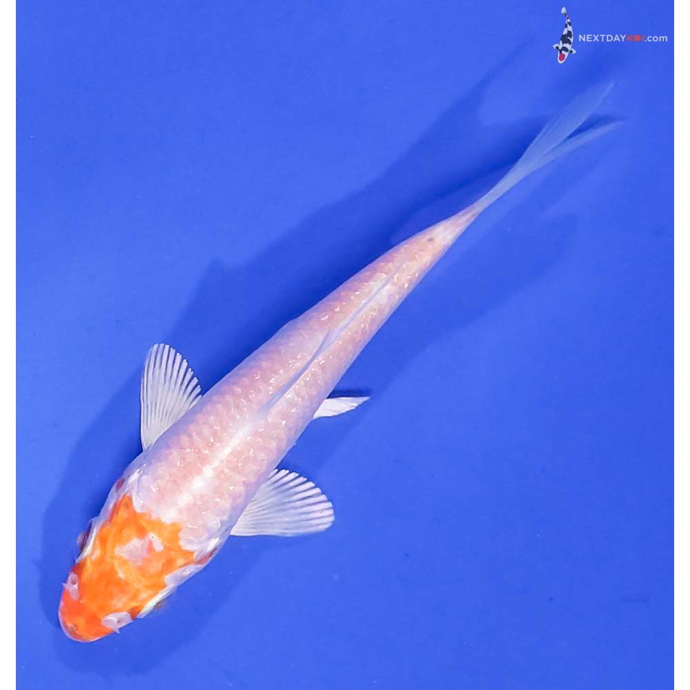 3.5” Imported Hariwake