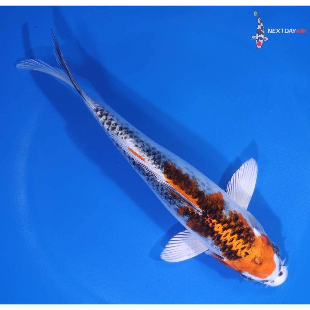 7” Imported Kujaku
