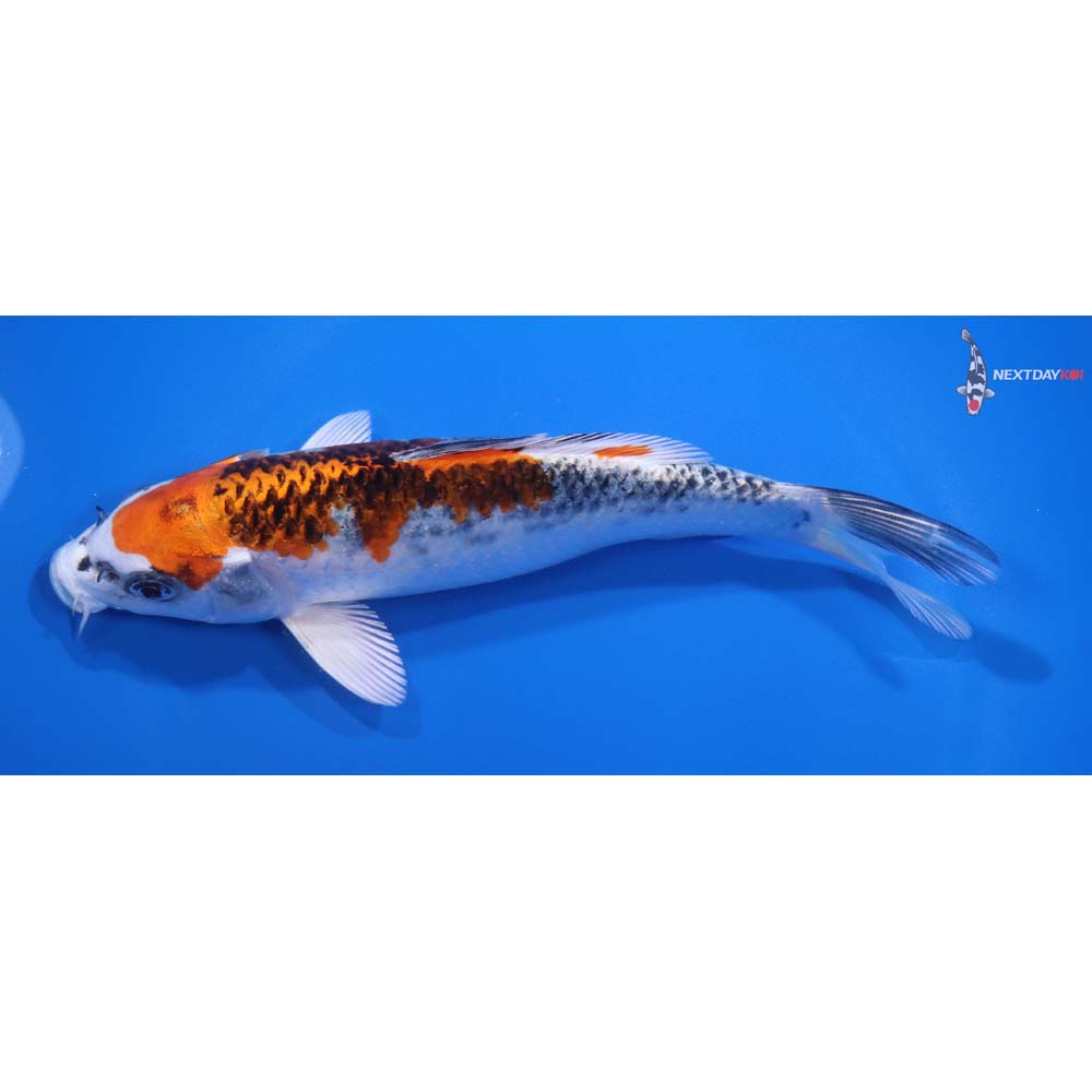 7” Imported Kujaku