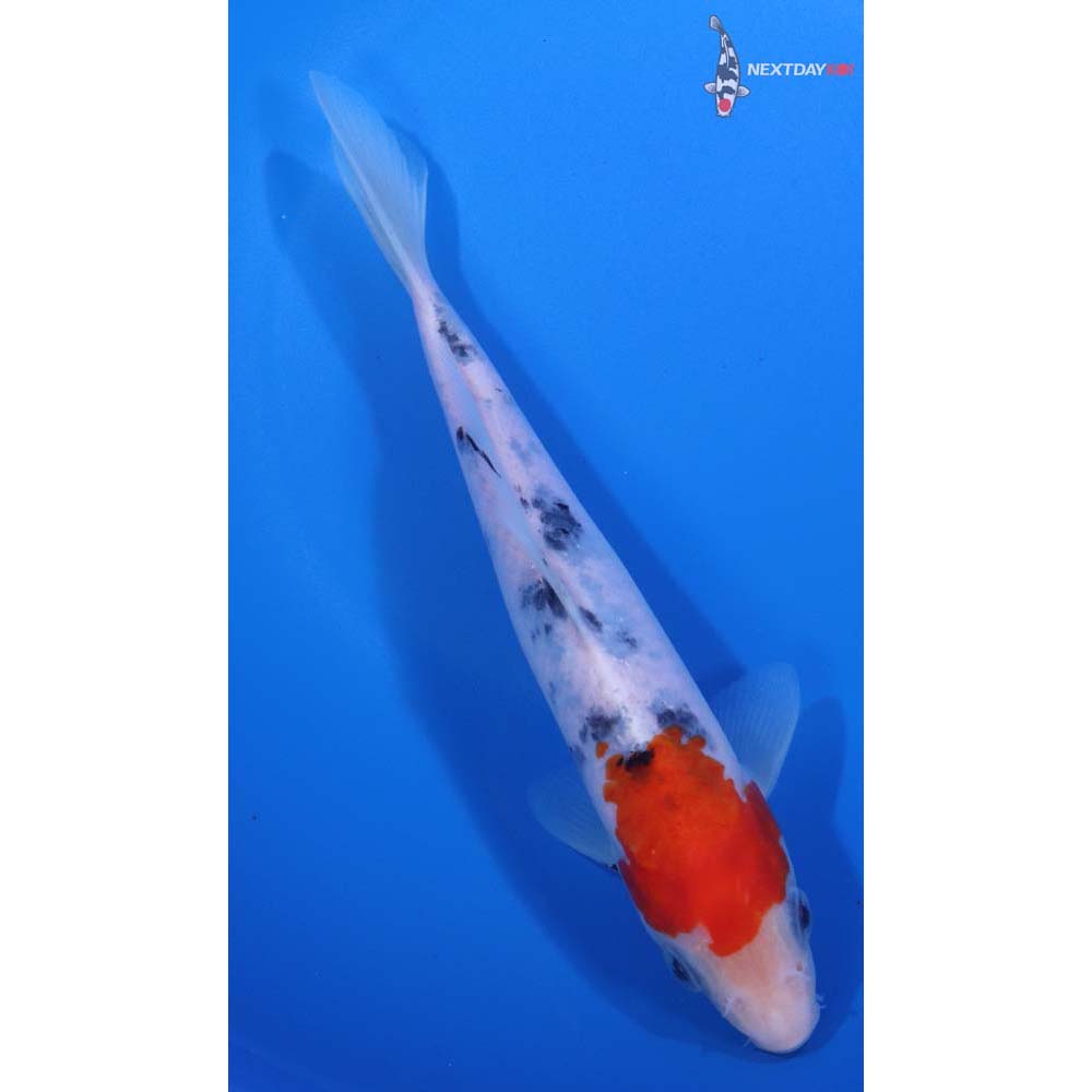 7.5” Imported Sanke