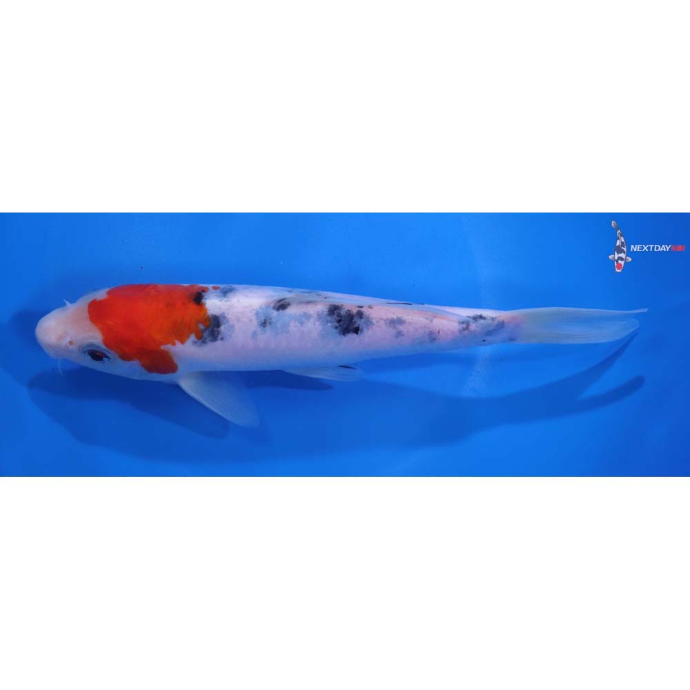 7.5” Imported Sanke