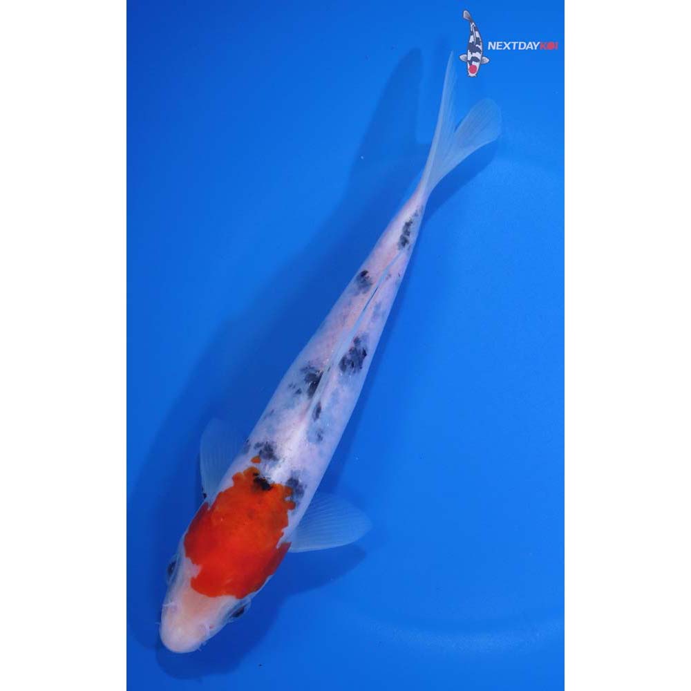 7.5” Imported Sanke