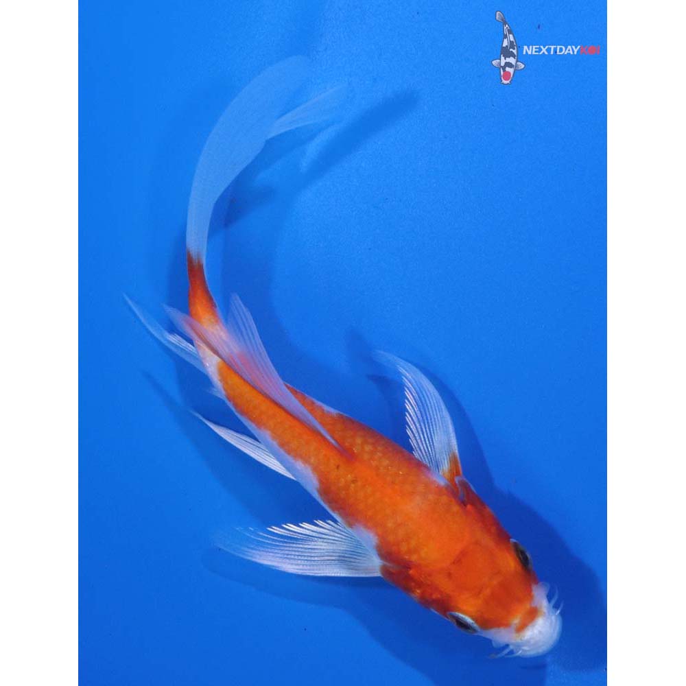 4.5” Imported Hariwake Butterfly Koi