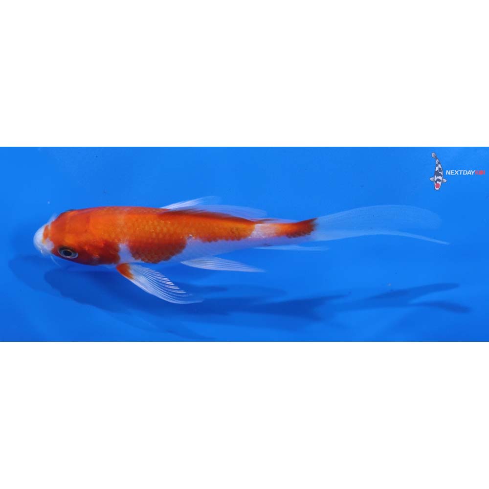 4.5” Imported Hariwake Butterfly Koi