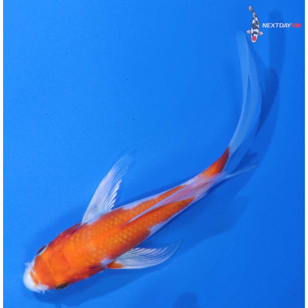 4.5” Imported Hariwake Butterfly Koi