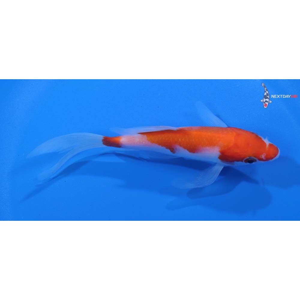 5” Imported Kohaku Butterfly Koi