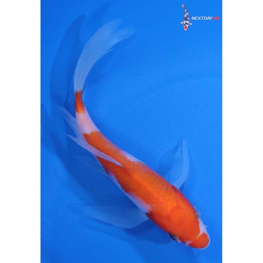 5” Imported Kohaku Butterfly Koi