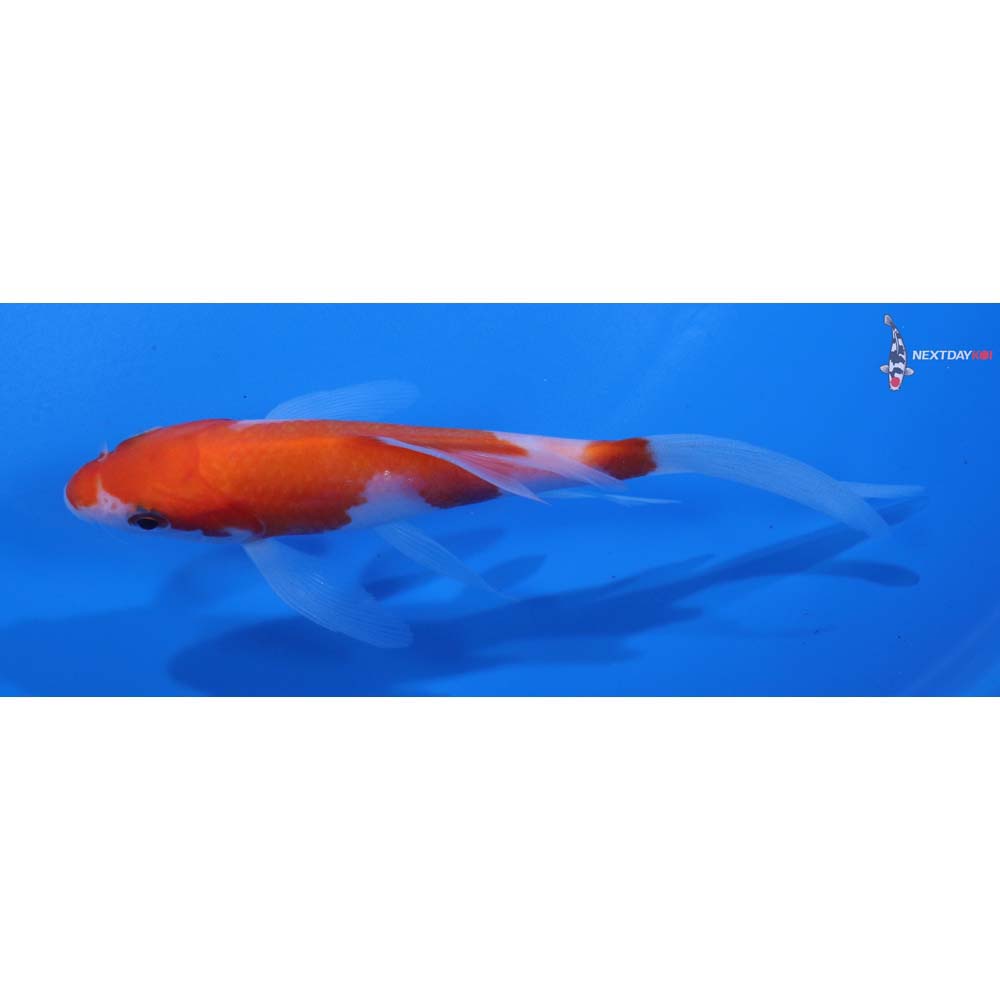 5” Imported Kohaku Butterfly Koi
