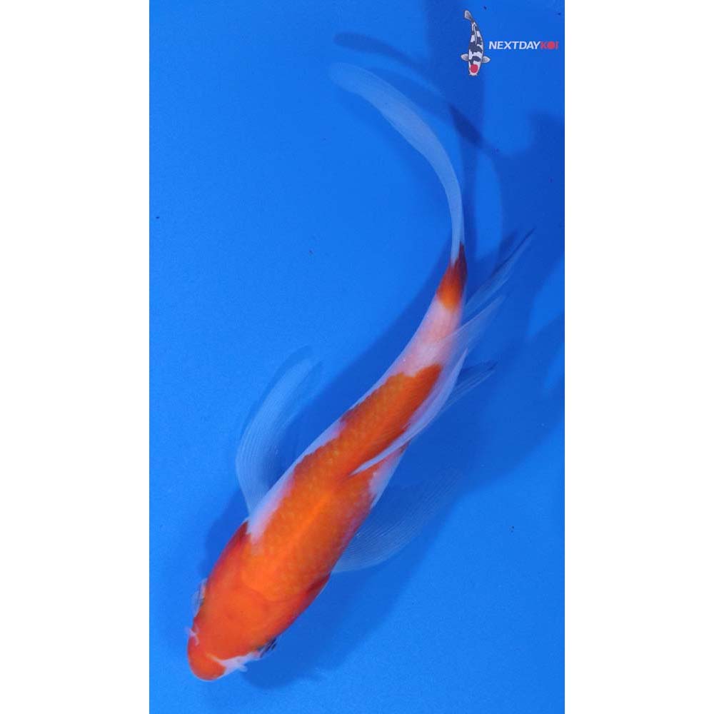 5” Imported Kohaku Butterfly Koi