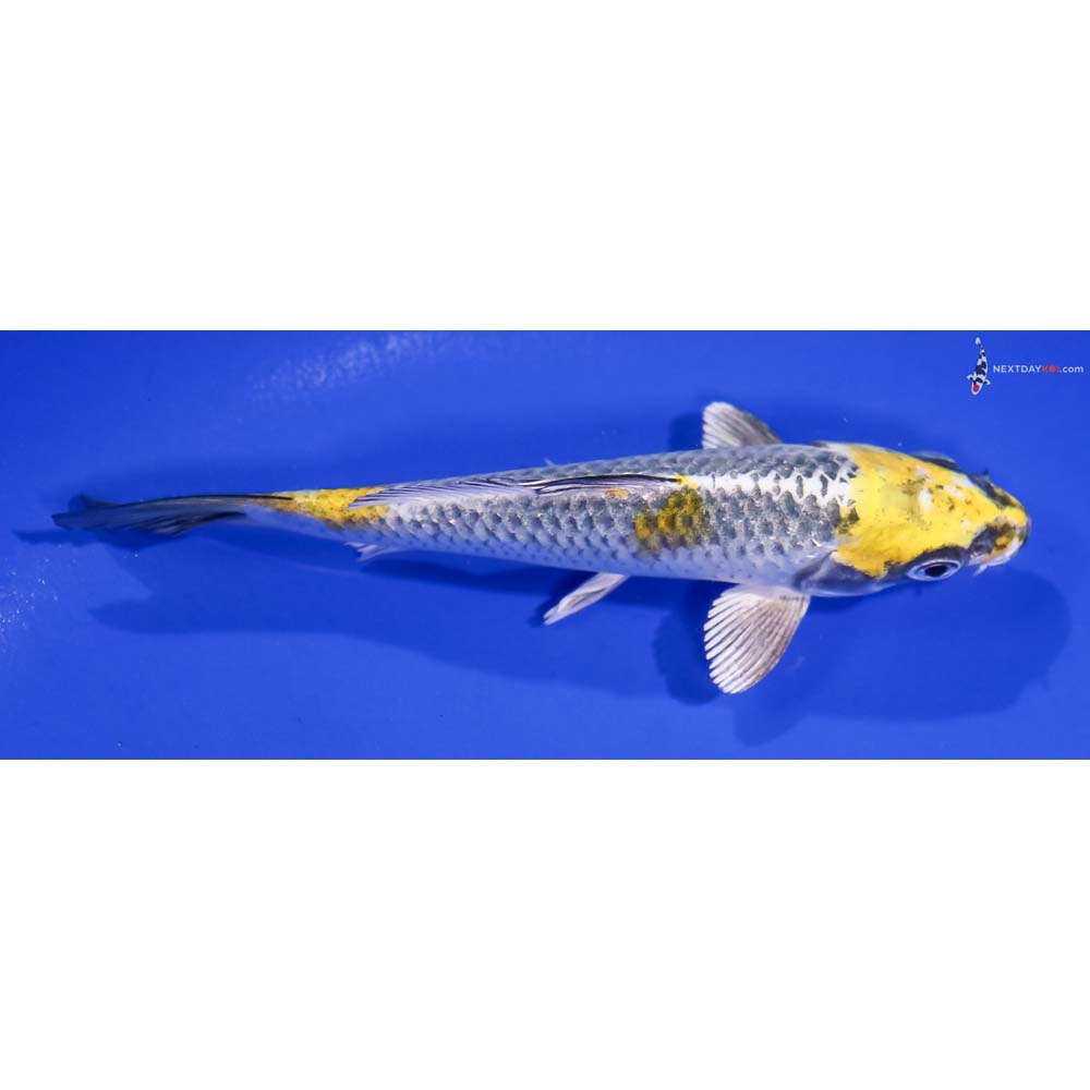 5” Imported Kujaku