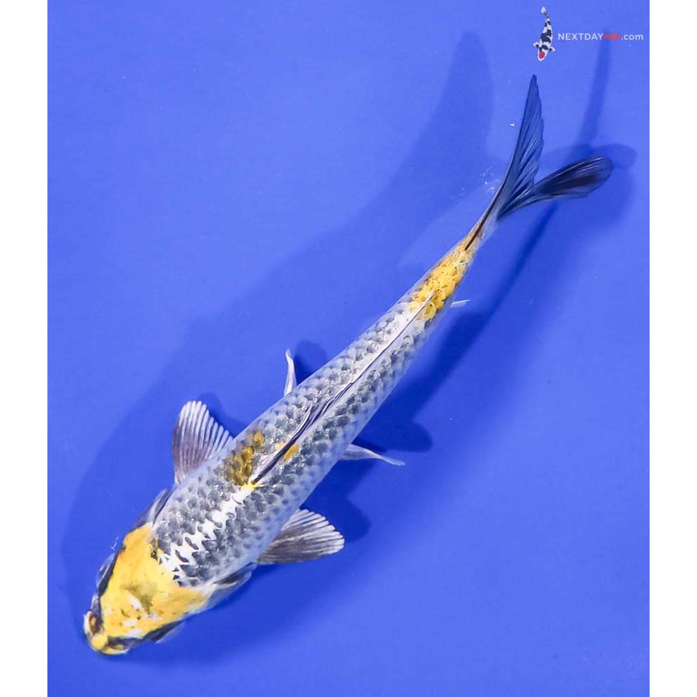 5” Imported Kujaku