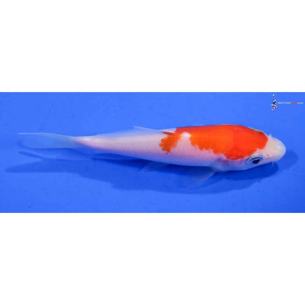 3” Imported Kohaku
