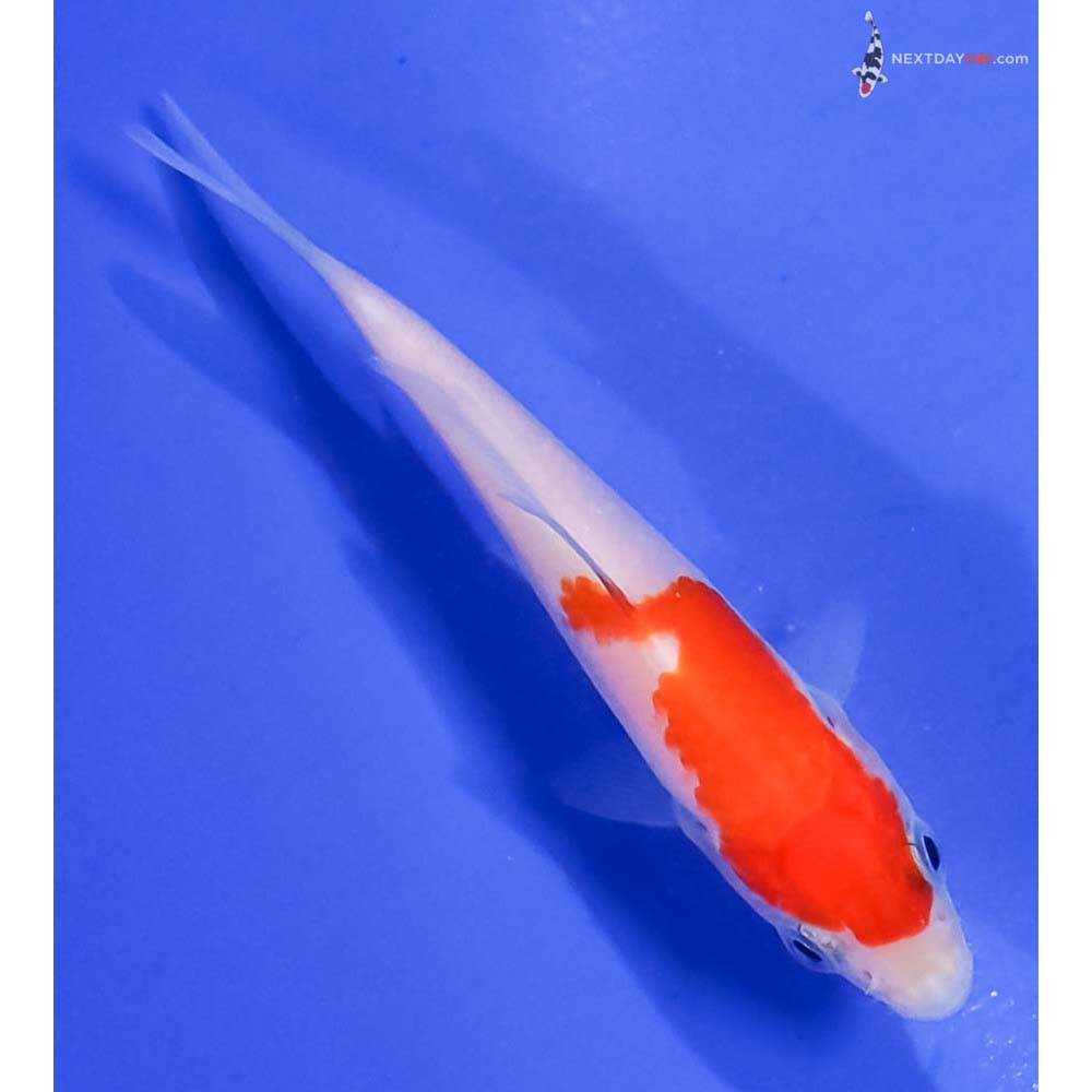 3” Imported Kohaku