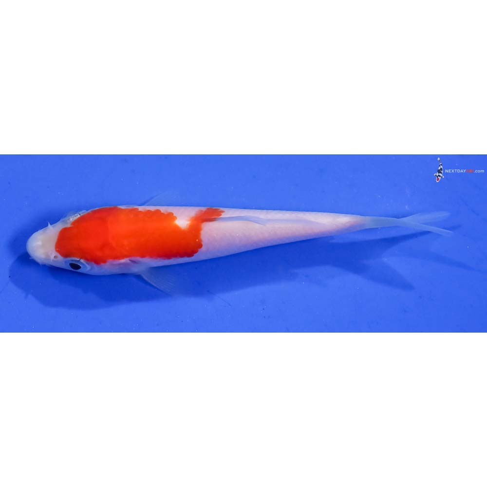 3” Imported Kohaku