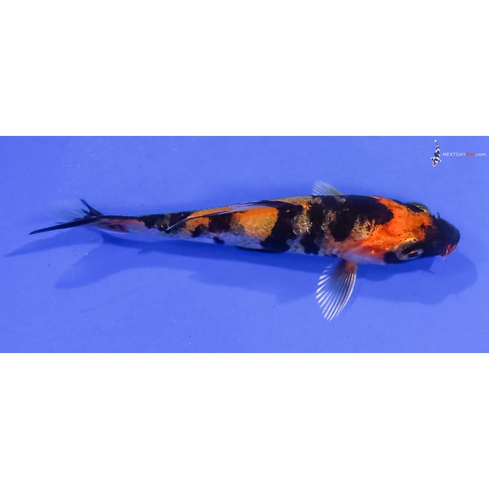3.5” Imported Kin Hi Showa