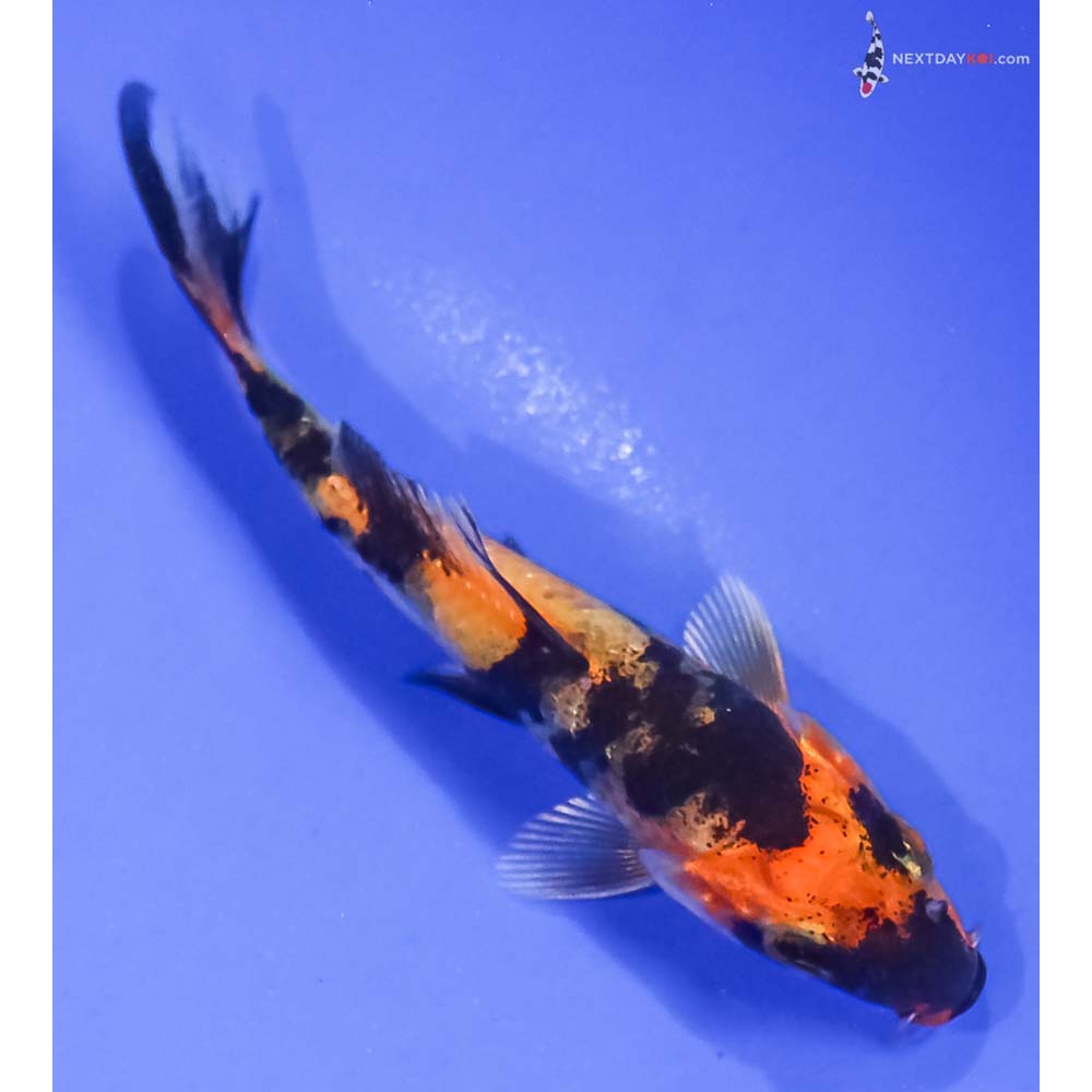 3.5” Imported Kin Hi Showa