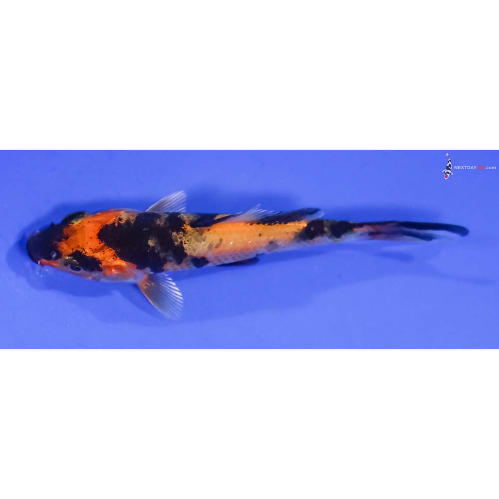 3.5” Imported Kin Hi Showa
