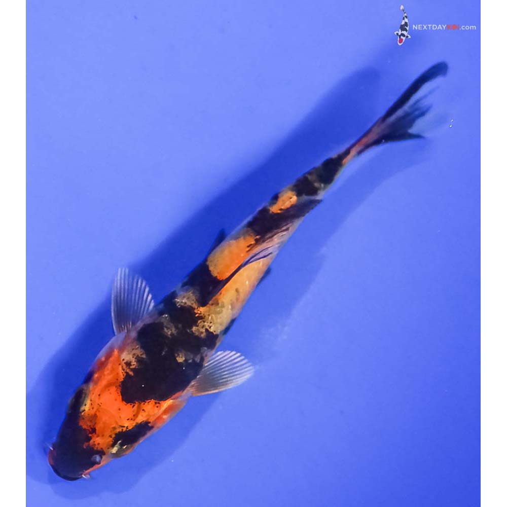 3.5” Imported Kin Hi Showa