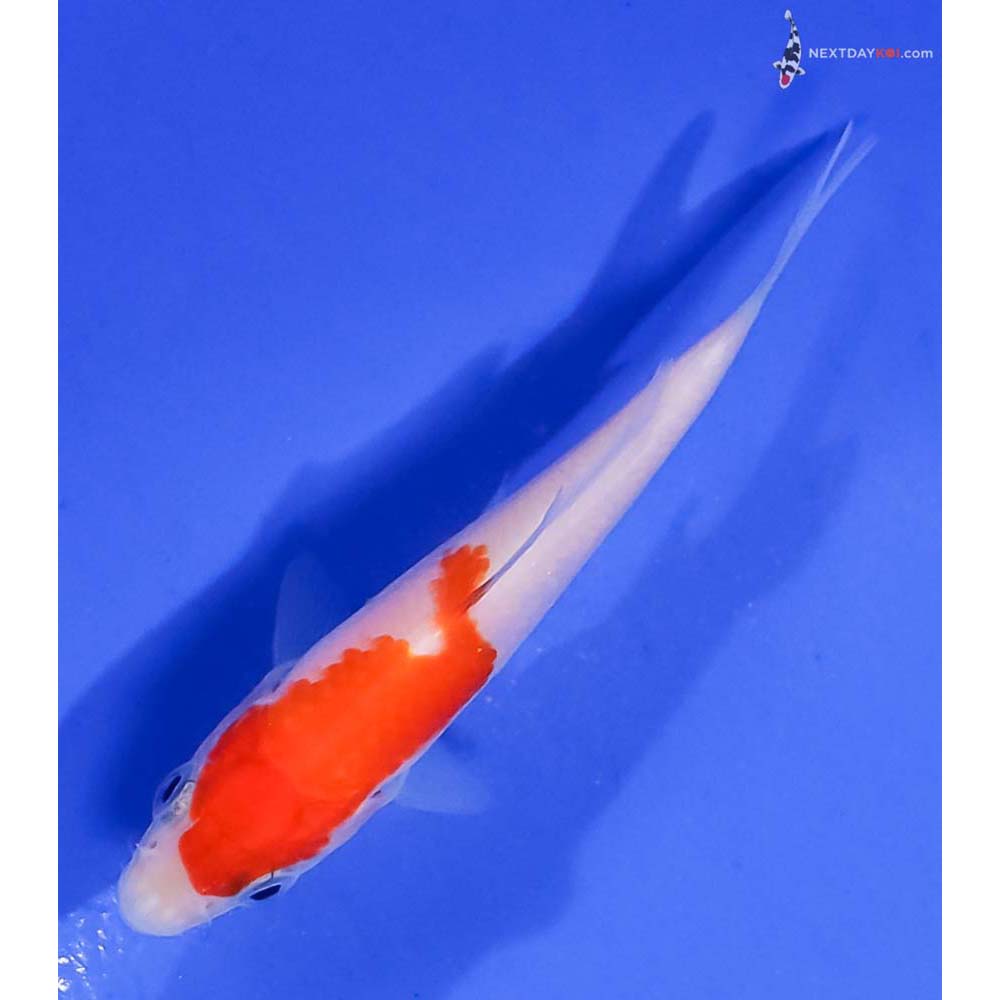 3” Imported Kohaku