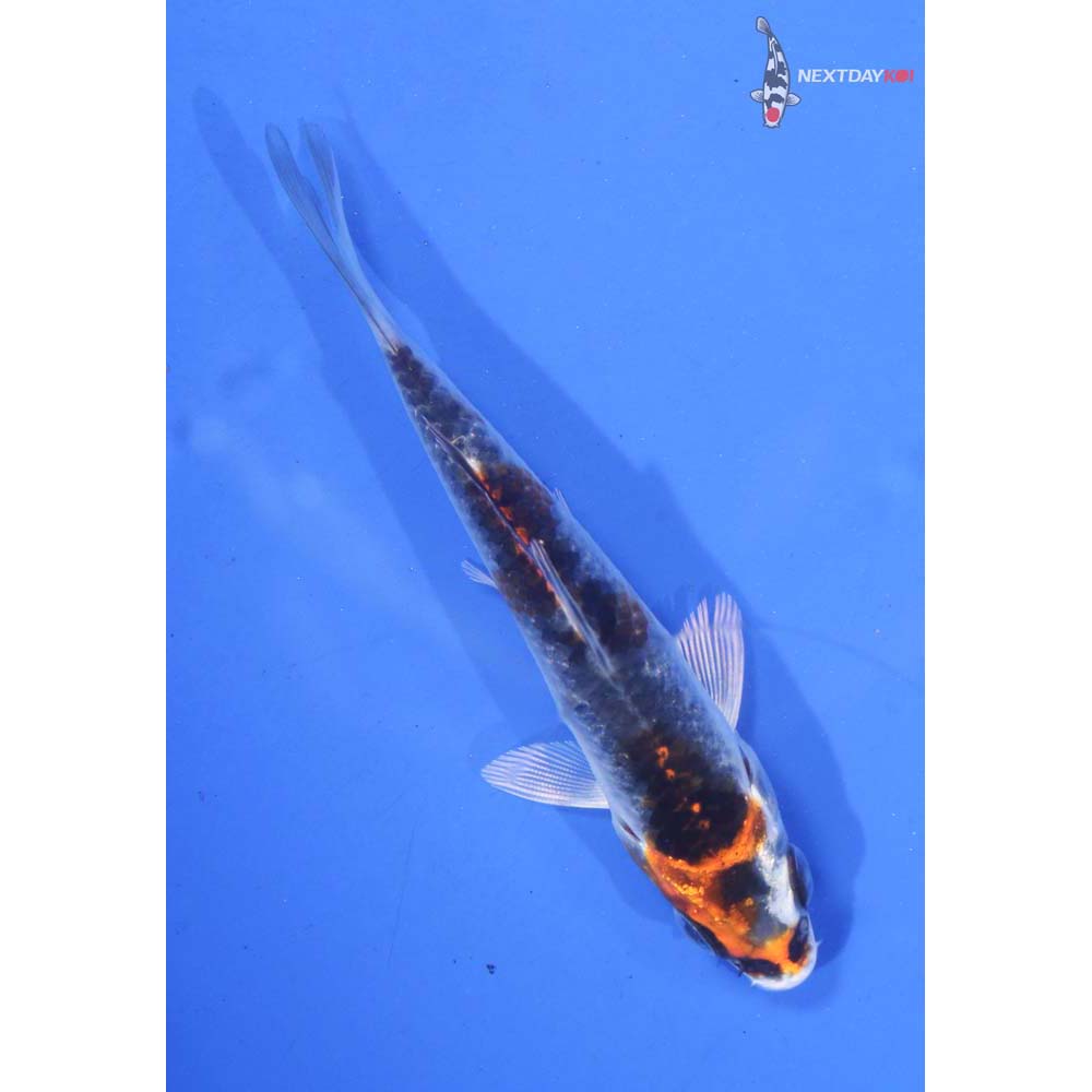 3.5” Imported Kujaku