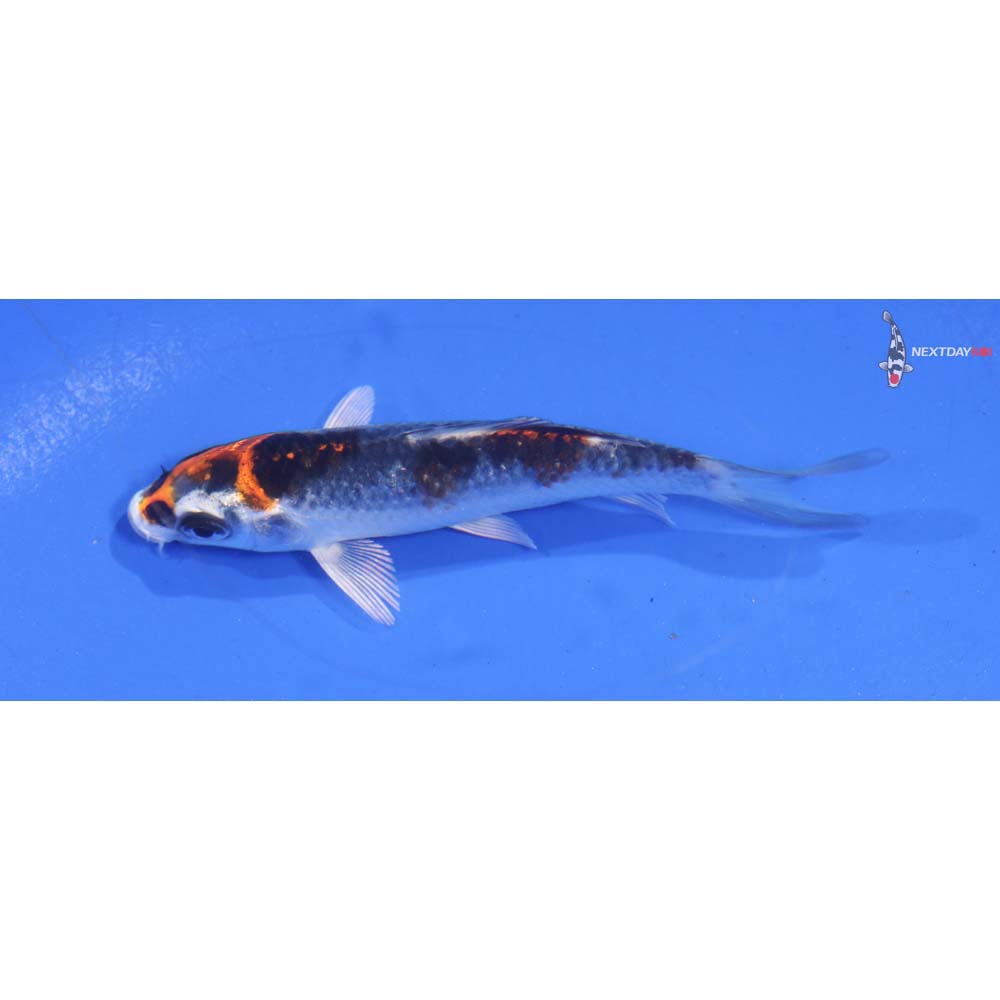 3.5” Imported Kujaku