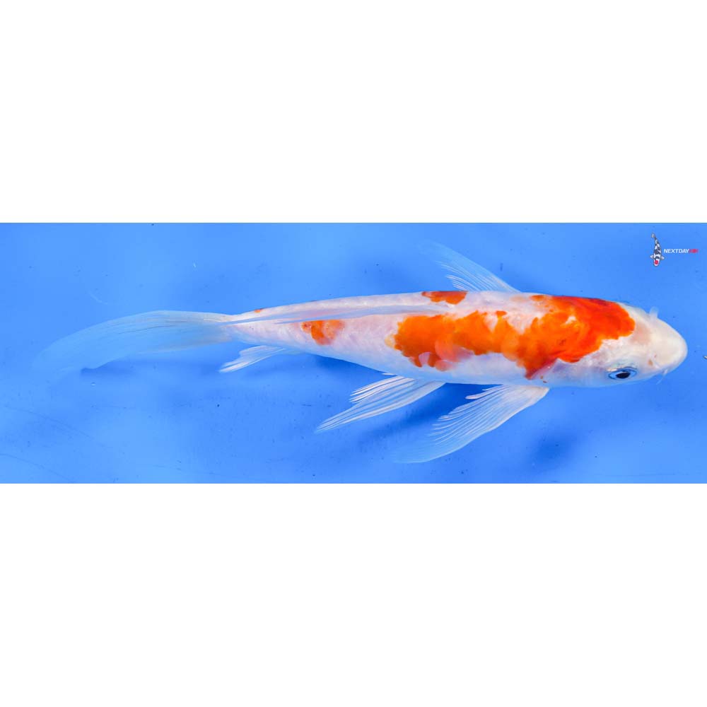 9” Imported Doitsu Kohaku Butterfly Koi