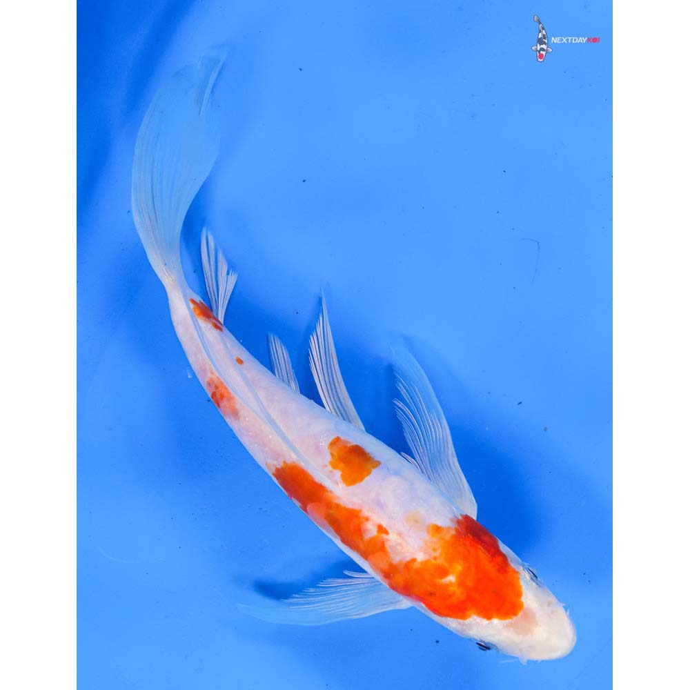 9” Imported Doitsu Kohaku Butterfly Koi