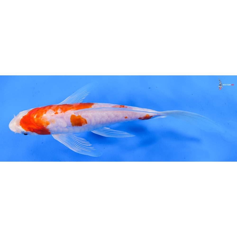 9” Imported Doitsu Kohaku Butterfly Koi