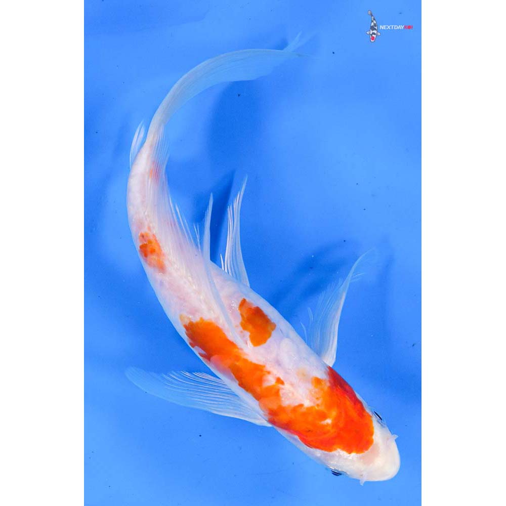 9” Imported Doitsu Kohaku Butterfly Koi