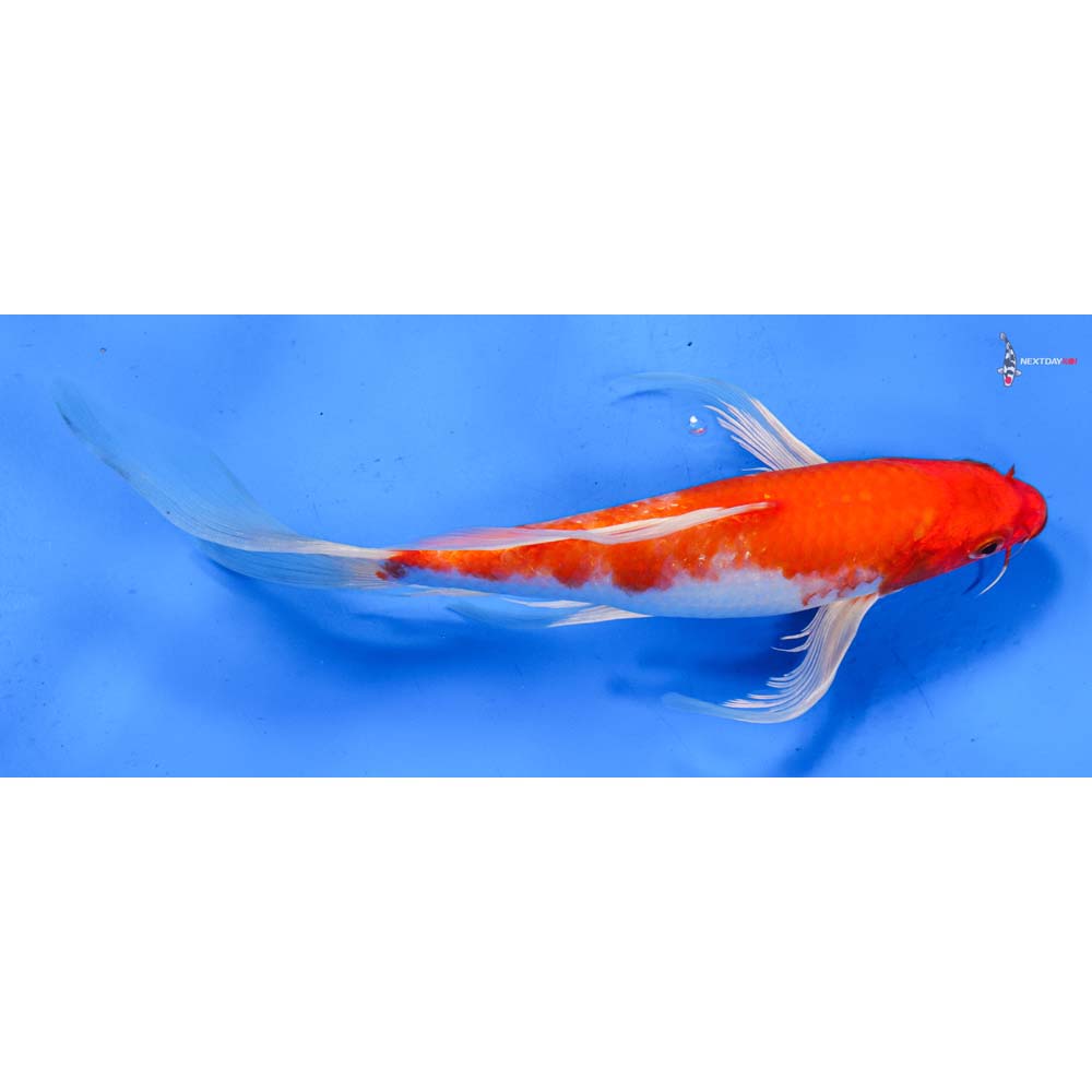 9” Imported Hariwake Butterfly Koi