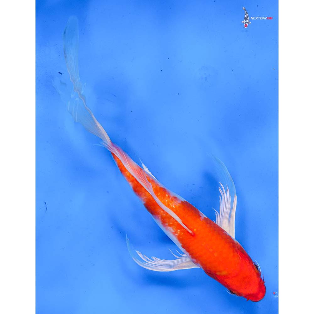 9” Imported Hariwake Butterfly Koi