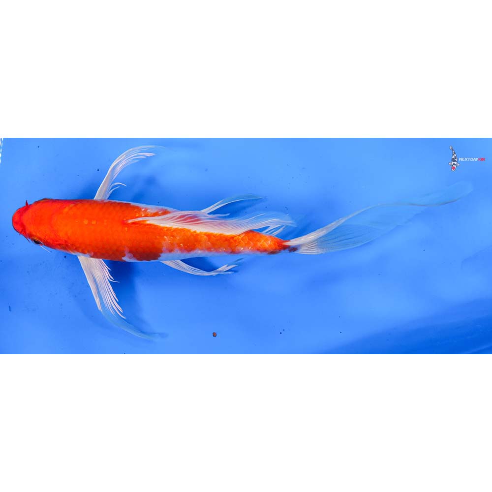 9” Imported Hariwake Butterfly Koi