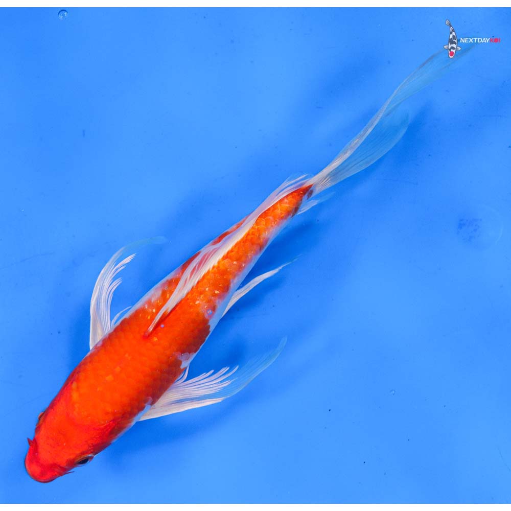 9” Imported Hariwake Butterfly Koi