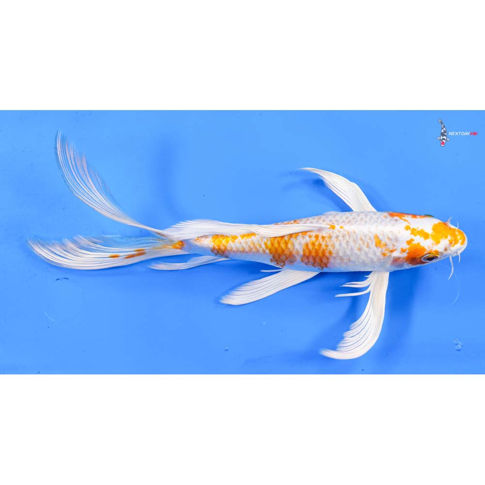9.5” Imported Hariwake Butterfly Koi