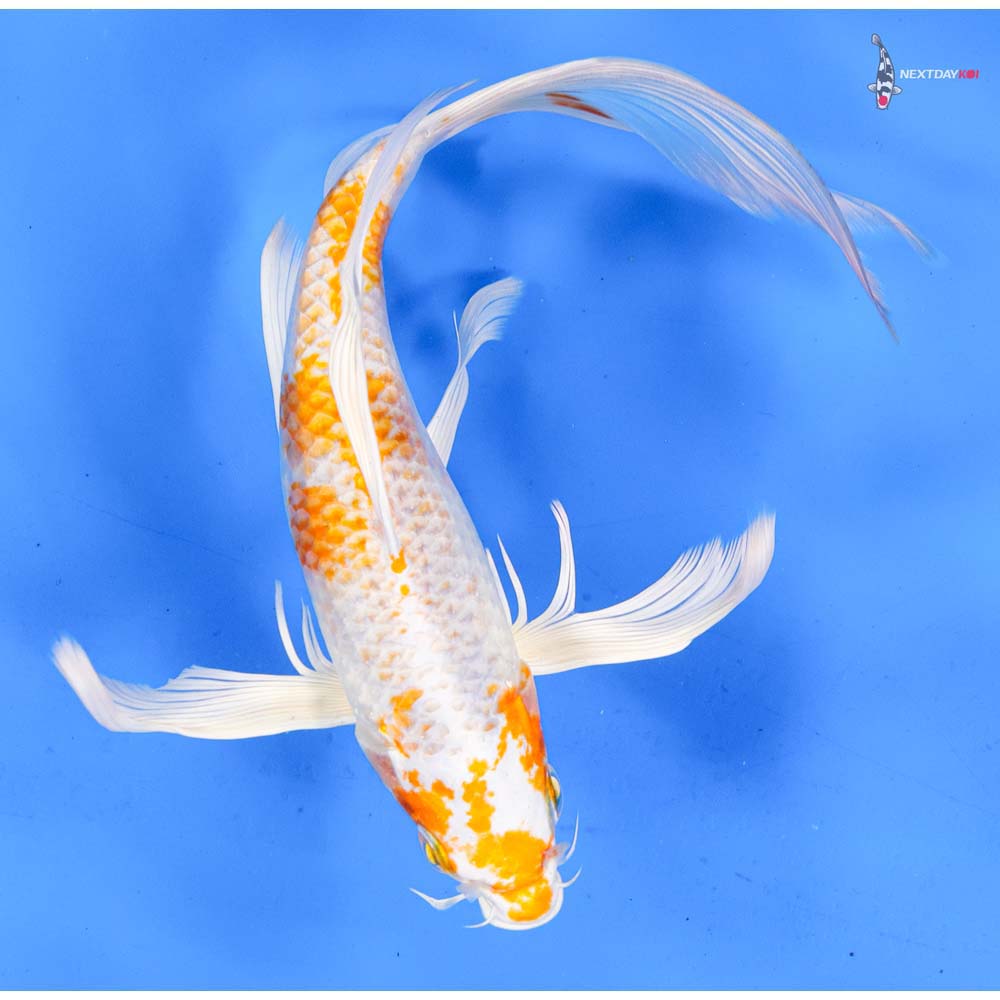 9.5” Imported Hariwake Butterfly Koi