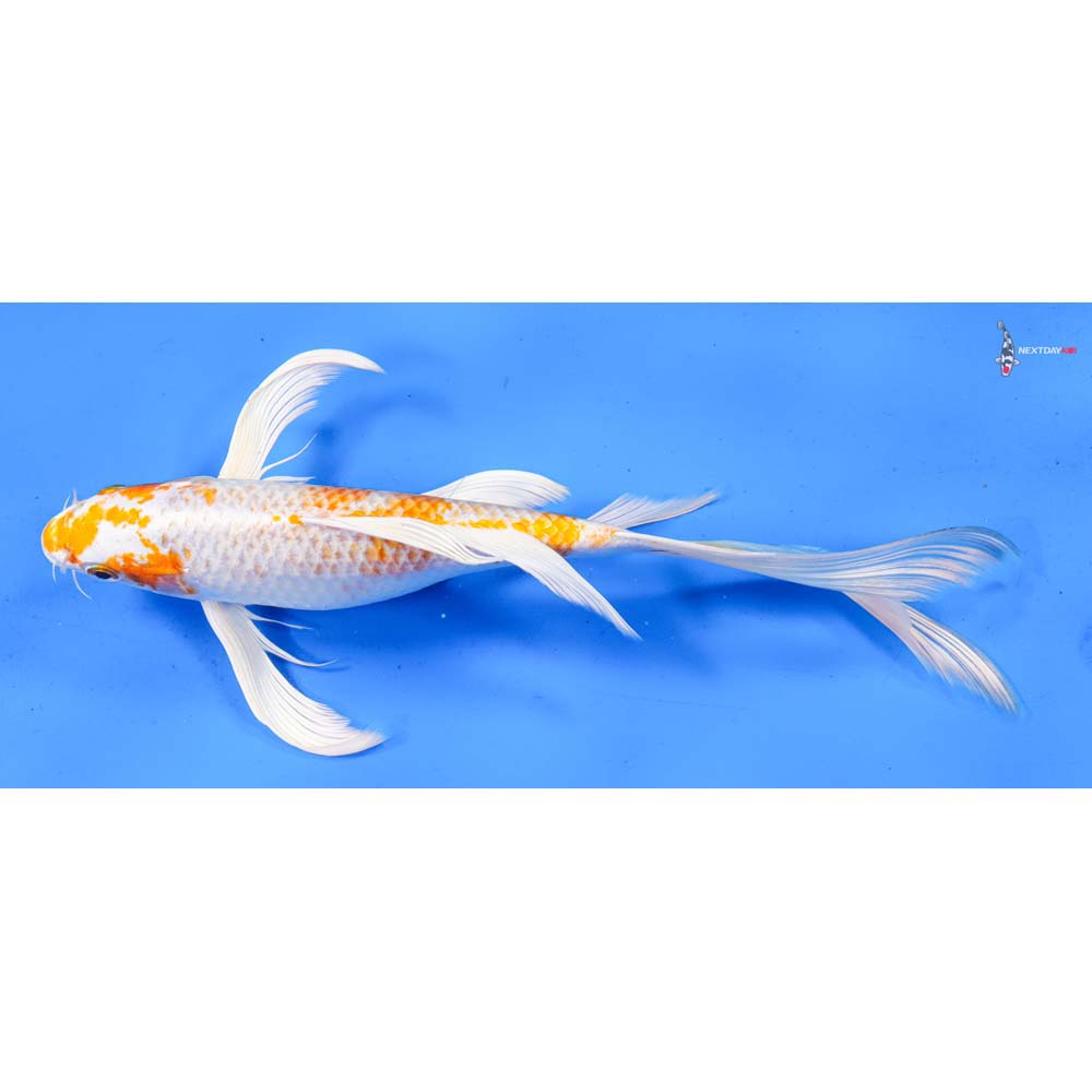 9.5” Imported Hariwake Butterfly Koi