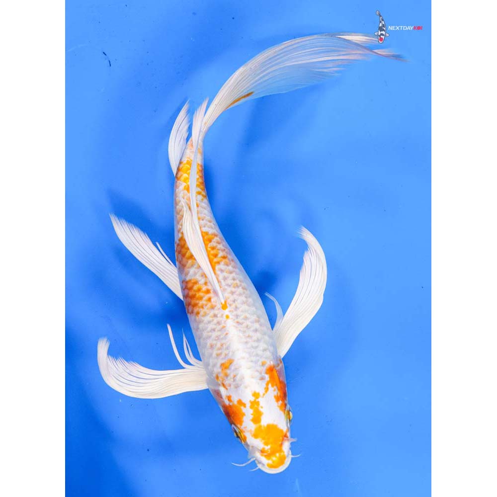 9.5” Imported Hariwake Butterfly Koi