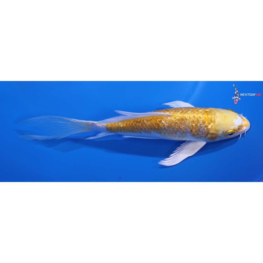 6” Imported Gin Rin Lemon Hariwake Butterfly Koi