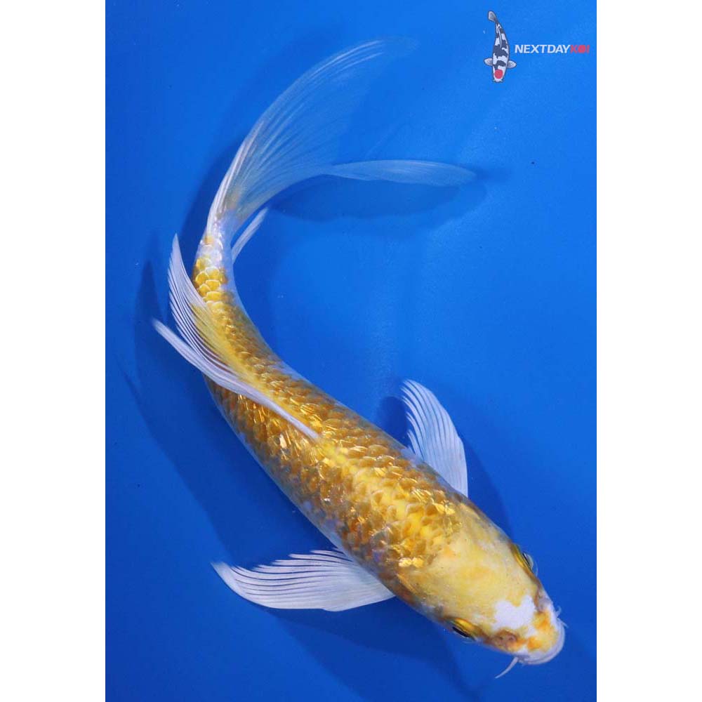 6” Imported Gin Rin Lemon Hariwake Butterfly Koi
