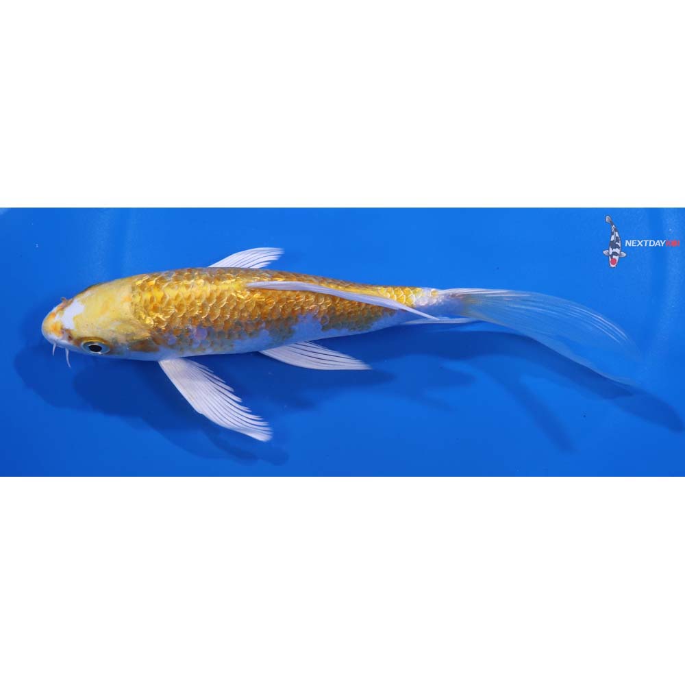 6” Imported Gin Rin Lemon Hariwake Butterfly Koi