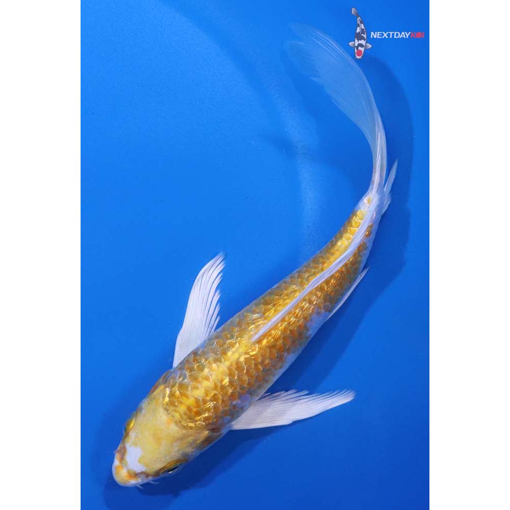 6” Imported Gin Rin Lemon Hariwake Butterfly Koi