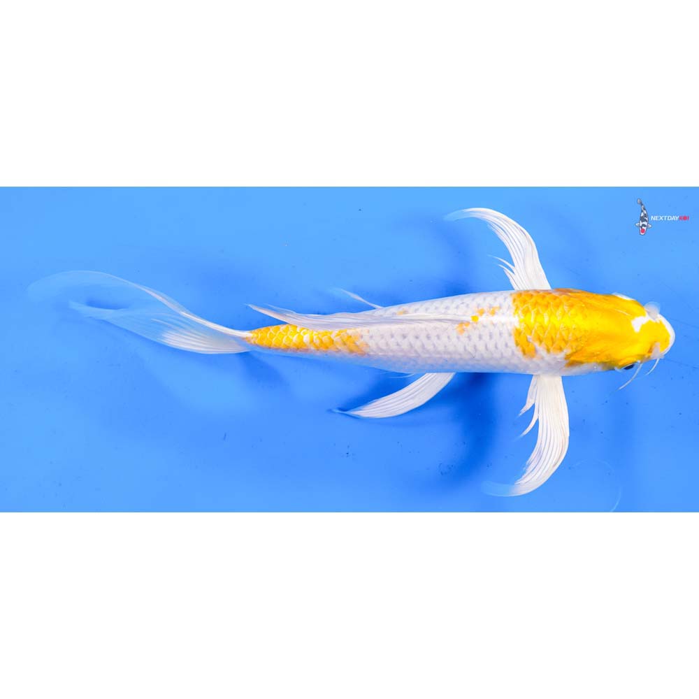 10.5” Imported Lemon Hariwake Butterfly Koi