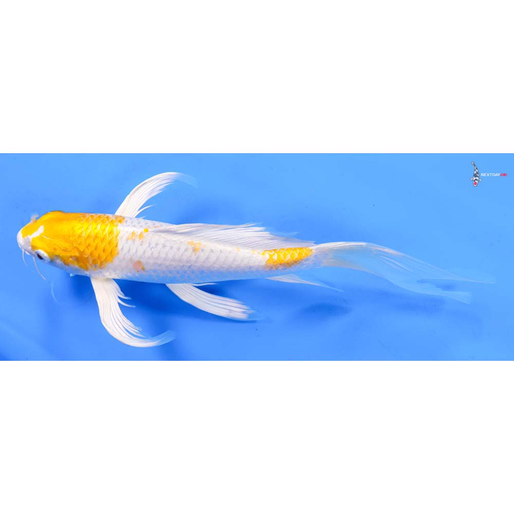10.5” Imported Lemon Hariwake Butterfly Koi