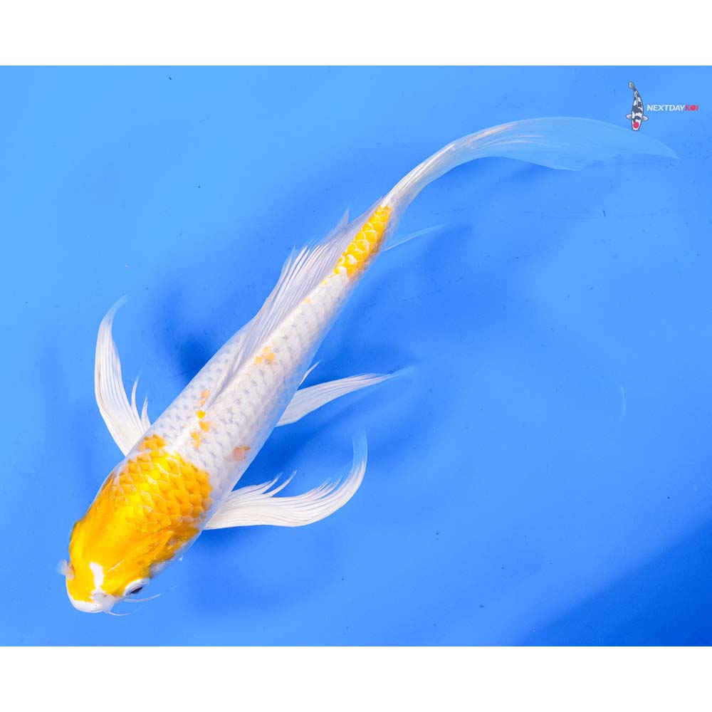 10.5” Imported Lemon Hariwake Butterfly Koi