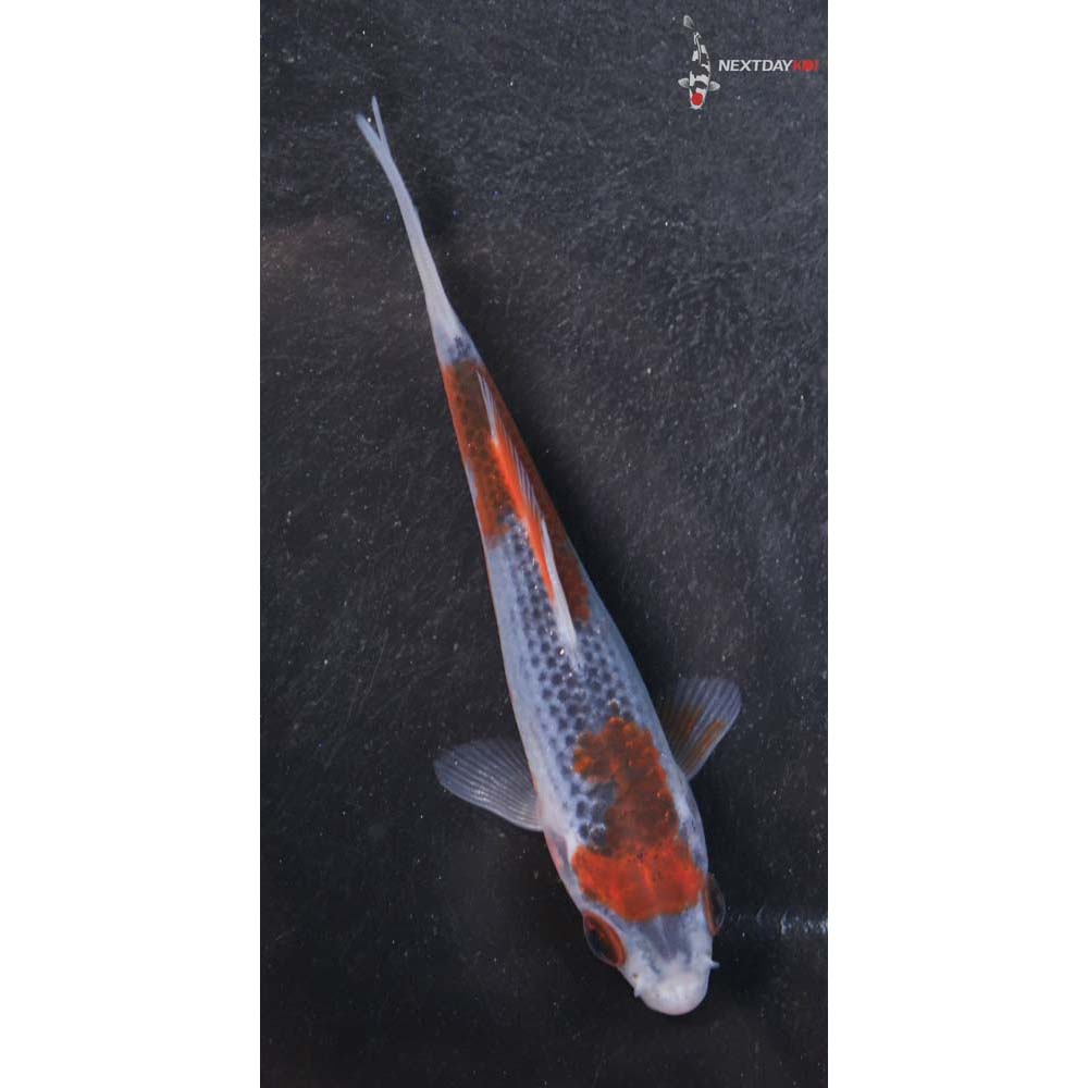 3.5” Imported Asagi