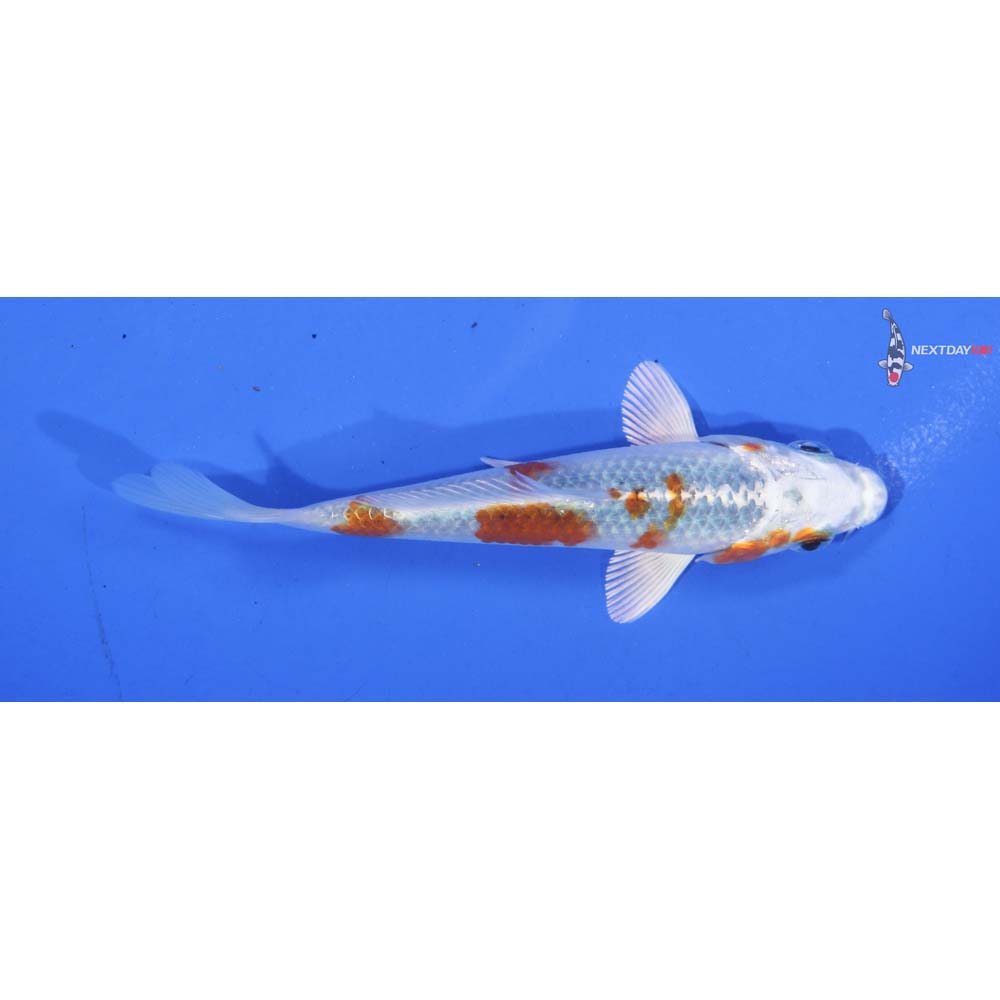 4.5” Imported Yamato Nishiki
