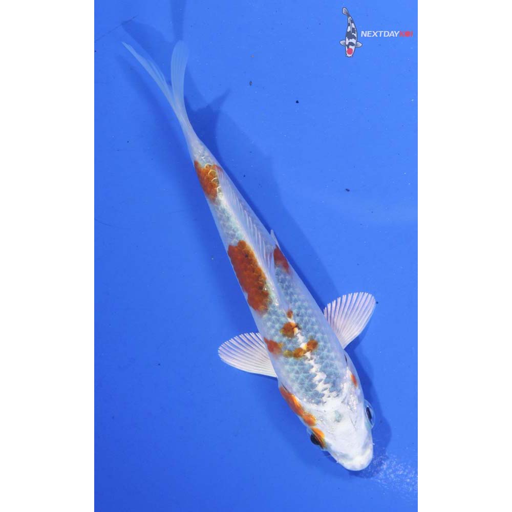 4.5” Imported Yamato Nishiki